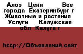 Алоэ › Цена ­ 150 - Все города, Екатеринбург г. Животные и растения » Услуги   . Калужская обл.,Калуга г.